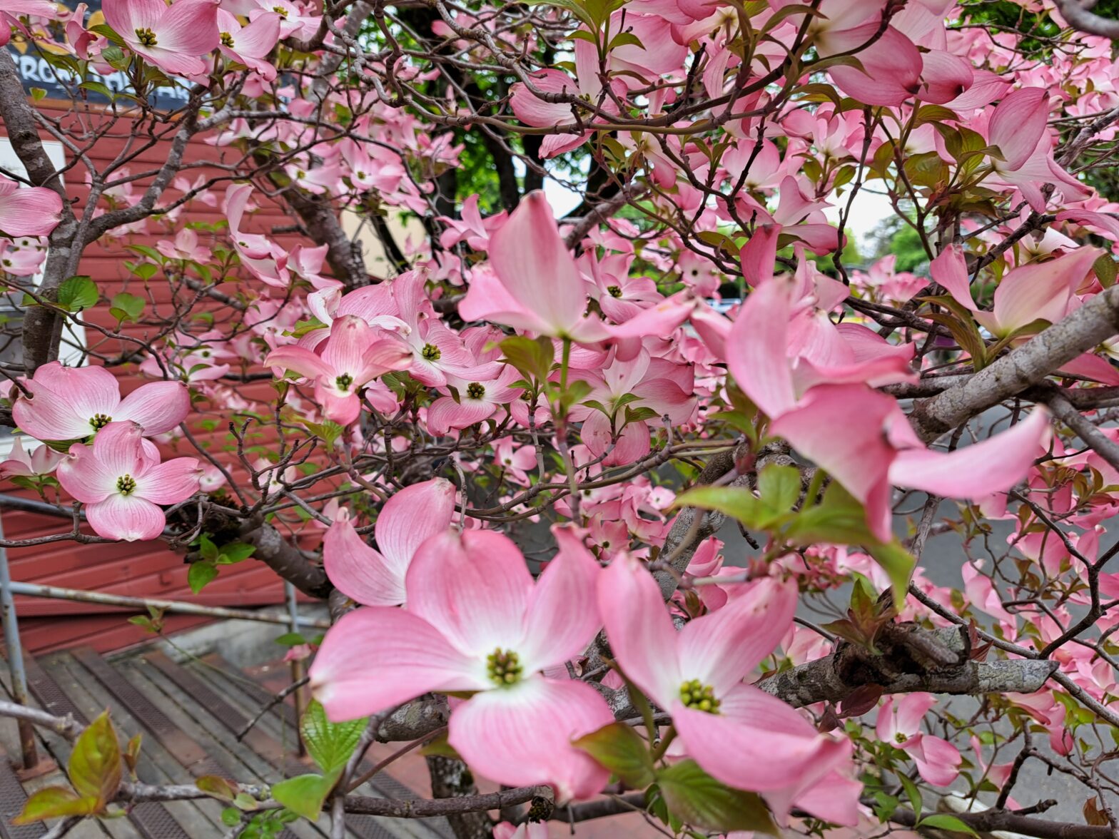 pink dogwood flowers